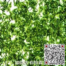 供應(yīng)碧螺春特一級(jí)報(bào)價(jià)_蘇州東山碧螺春特一級(jí)_明前碧螺春特一級(jí)優(yōu)質(zhì)供貨商