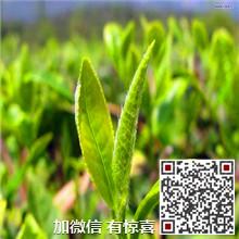 供應(yīng)洞庭碧螺春茶葉散裝500g_明前碧螺春茶葉散裝500g價(jià)格_洞庭碧螺春茶葉