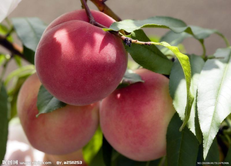 供應(yīng)陜西早熟毛桃 陜西早熟毛桃價(jià)格 60以上早熟毛桃批發(fā)價(jià)格