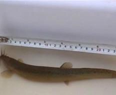 供應(yīng)江西南昌宜春哪里有泥鰍苗/贛州吉安上饒哪里有泥鰍苗/泥鰍苗價格