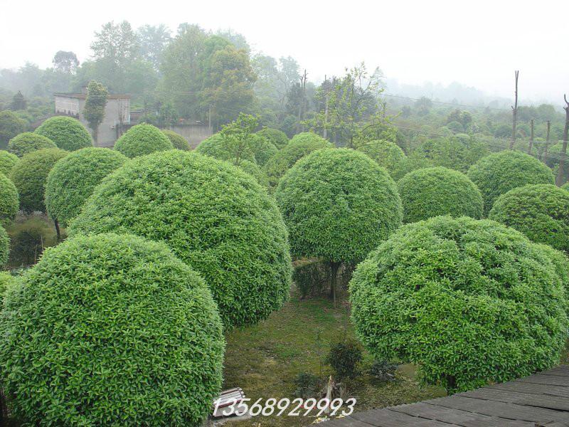 供应桂花中的精品——成都温江桂花树