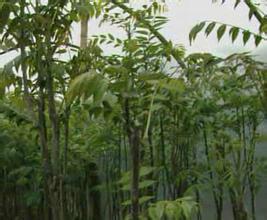 山東香椿苗圖片/山東香椿苗樣板圖 (2)