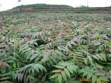 山東香椿苗圖片/山東香椿苗樣板圖 (4)