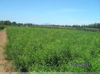 供應(yīng)寶雞皂莢樹批發(fā)/皂莢樹批發(fā)價(jià)格