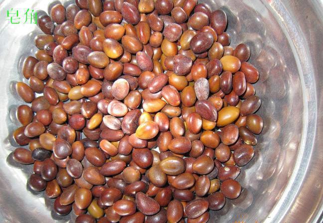 供應(yīng)新采皂角種子大皂角種子價(jià)格