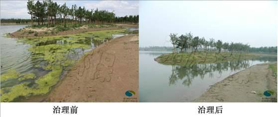 公園景觀水體富營養(yǎng)化治理—水綿治