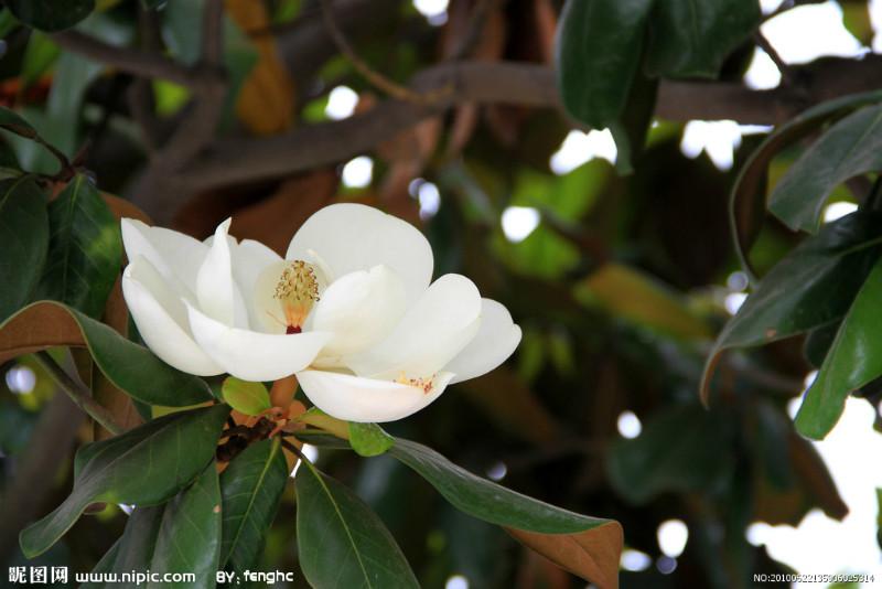 供應(yīng)廣玉蘭供應(yīng)