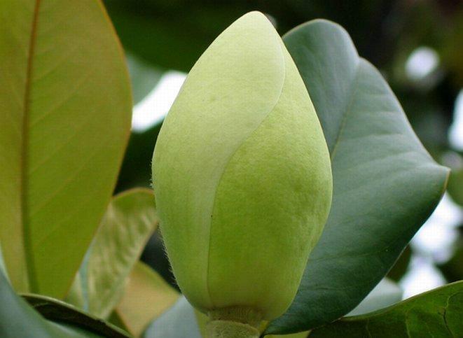 廣玉蘭價(jià)格圖片