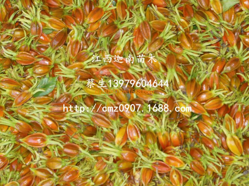 供應(yīng)河南梔子苗