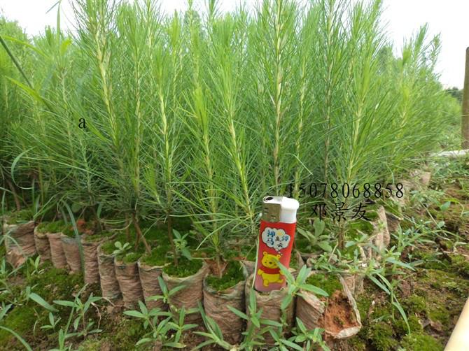 供應(yīng)加勒比松樹(shù)苗種子