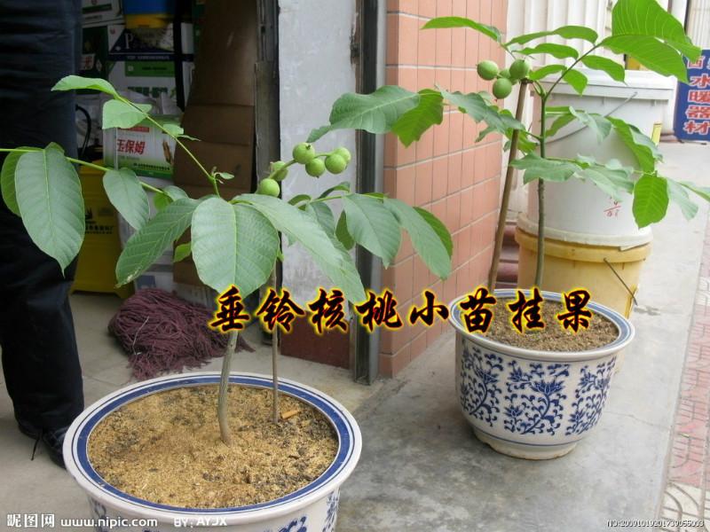 供應(yīng)美國(guó)穗狀垂鈴6號(hào)核桃種子苗子