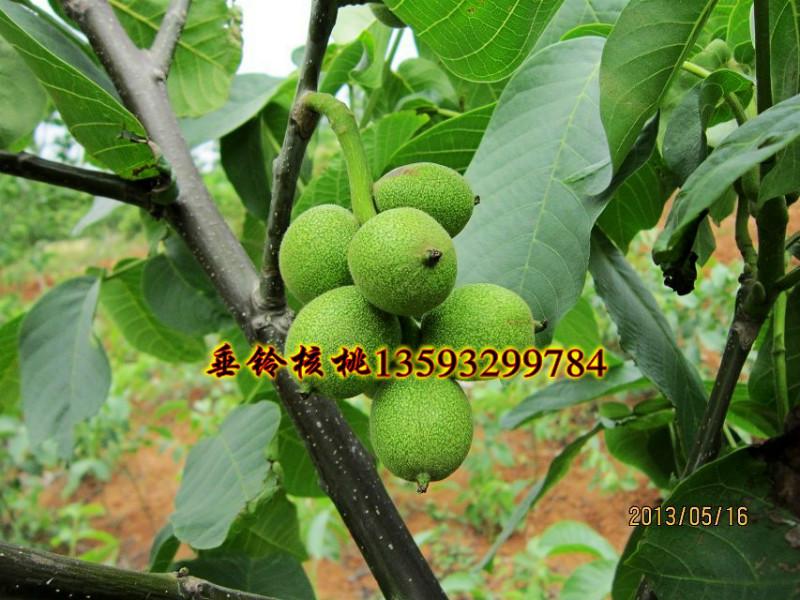 美國大圖片/美國大樣板圖 (2)