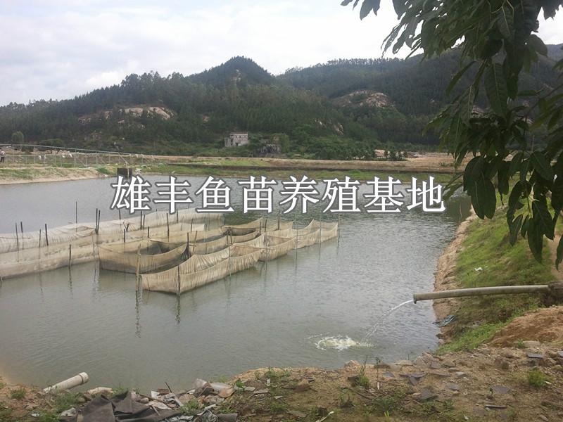 广东省茂名市雄丰鱼苗繁殖基地