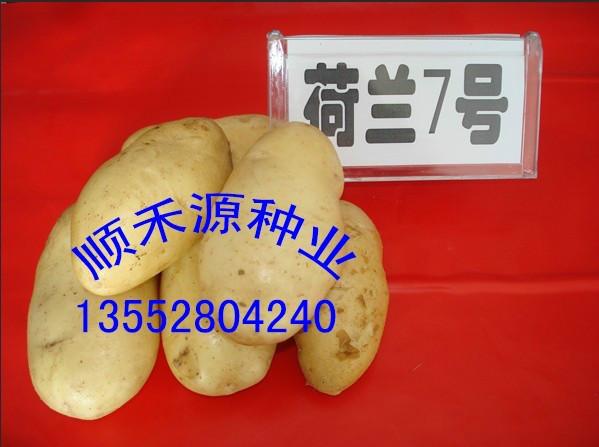 供應(yīng)費烏瑞它土豆種子