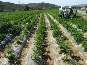 供應(yīng)土豆種子*報(bào)價(jià)、土豆種子*價(jià)格