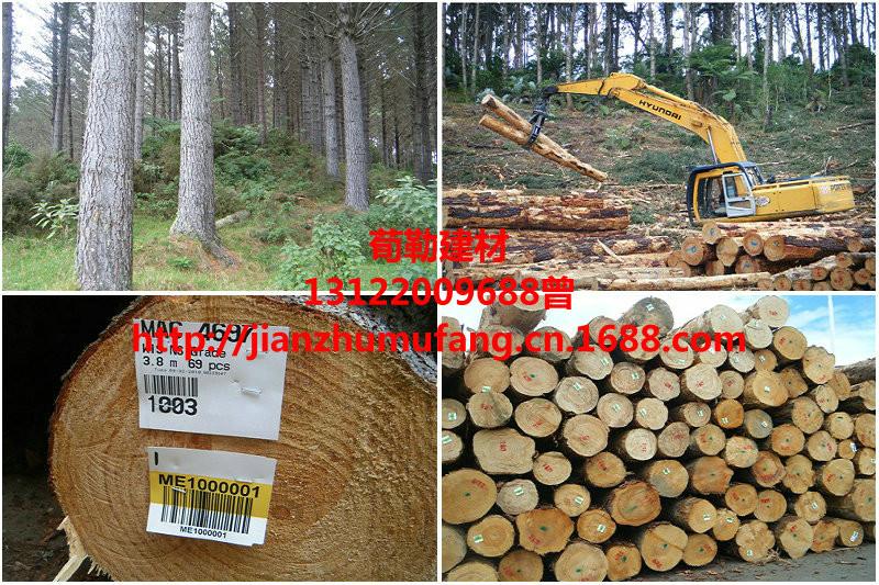 輻射松建筑方圖片