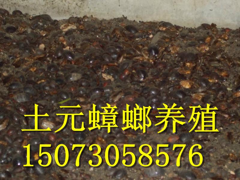 供應(yīng)浙江土元養(yǎng)殖代理加盟熱線