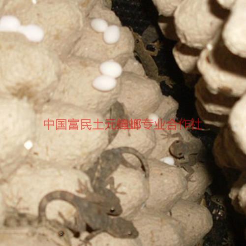 供應(yīng)廣東壁虎批發(fā)價格