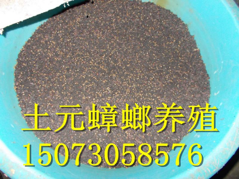 供應(yīng)九江*養(yǎng)殖飼料蟲(chóng)