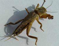 供應廣東螻蛄養(yǎng)殖