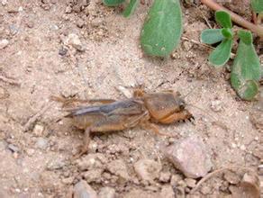 供應(yīng)湖南螻蛄