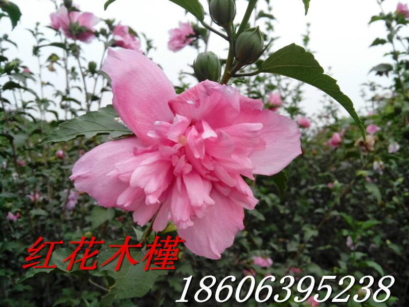 供應紅花木槿.白花木槿，重瓣木槿，山東木槿花基地，臨沂木槿花苗圃