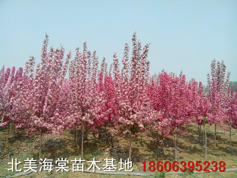 供應(yīng)山東北美海棠研究所，魯南海棠繁育基地，紫色*，路易莎海棠