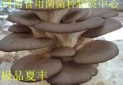 極品夏豐圖片