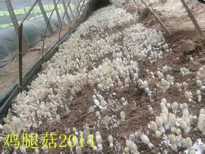 供應(yīng)食用菌雞腿菇菌種——白2000一級母種顆粒母種 試管菌種雞腿菇種