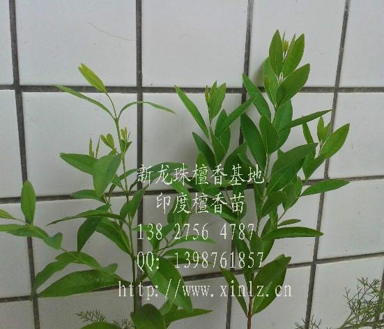 檀香圖片/檀香樣板圖 (2)