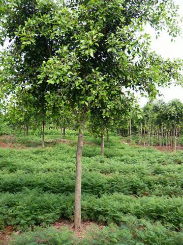 供應紅紅的夾株桃5萬株