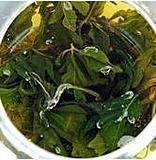 福建苦味絞股藍(lán)直供圖片