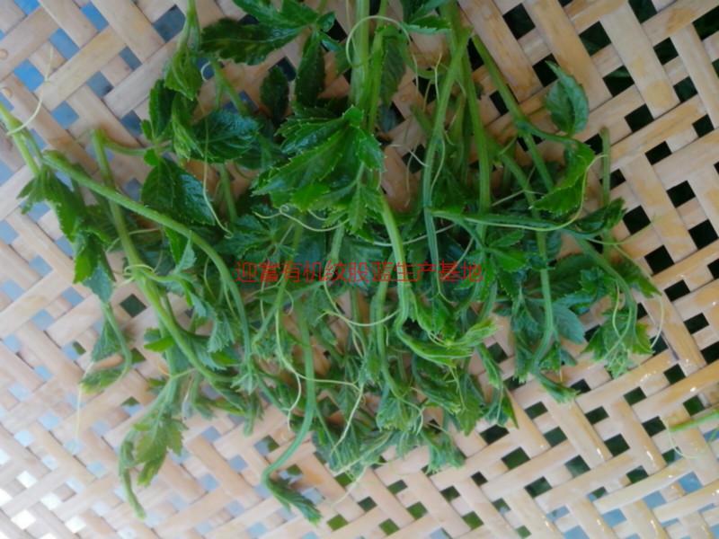 供應(yīng)湘西七葉絞股藍(lán)生產(chǎn)，湘西七葉絞股藍(lán)生產(chǎn)廠家