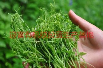 供應(yīng)*龍須絞股藍(lán)，*龍須絞股藍(lán)茶，*龍須絞股藍(lán)茶葉