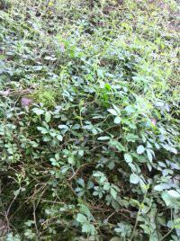 苦味絞股藍生產(chǎn)廠家，苦味絞股藍生產(chǎn)廠家批發(fā)，苦味絞股藍生產(chǎn)廠家供應(yīng)