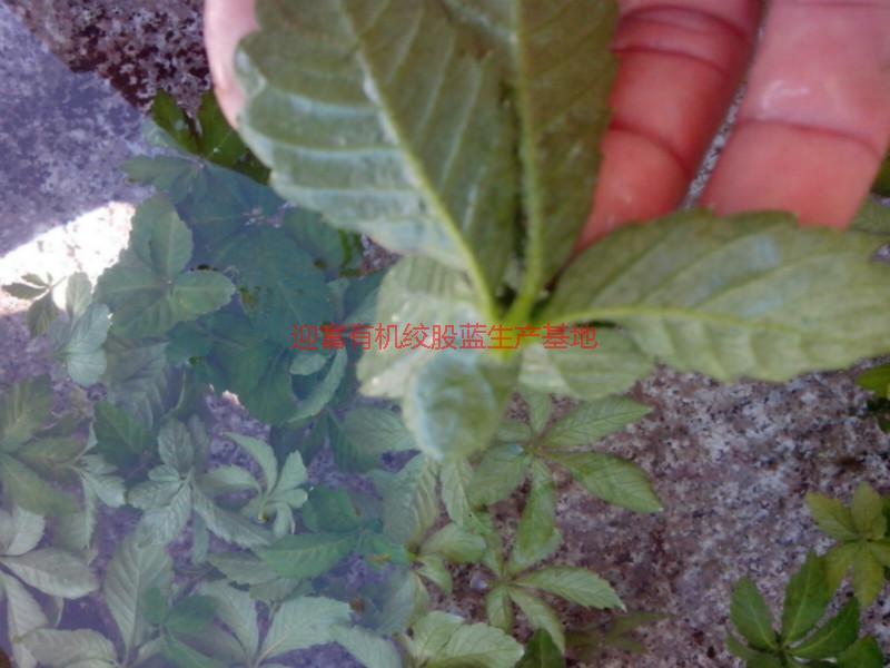 供應(yīng)湘西七葉絞股藍生產(chǎn)供應(yīng)，湘西七葉絞股藍生產(chǎn)供應(yīng)商