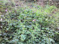 *絞股藍批發(fā)廠家，*絞股藍批發(fā)廠家電話，*絞股藍批發(fā)廠家供應