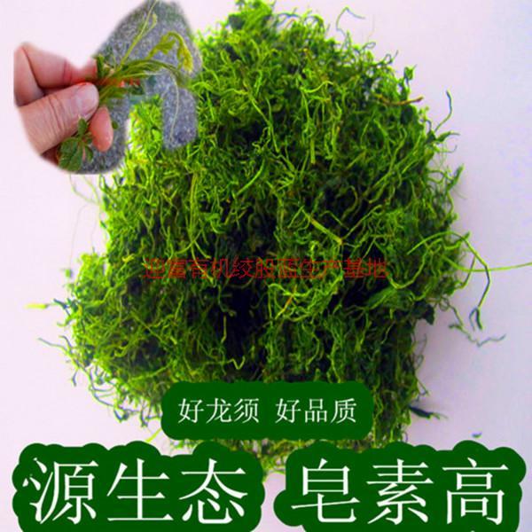 供應*七葉龍須絞股藍，*七葉龍須絞股藍生產(chǎn)廠家，產(chǎn)地直銷價格