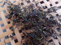 供應(yīng)廣州絞股藍公司