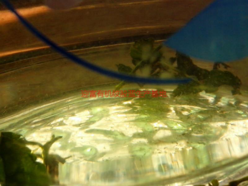 供應(yīng)湘西七葉絞股藍(lán)批發(fā)，湘西七葉絞股藍(lán)批發(fā)商，湘西七葉絞股藍(lán)批發(fā)廠家