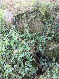 苦味絞股藍生產(chǎn)廠家，苦味絞股藍生產(chǎn)廠家批發(fā)，苦味絞股藍生產(chǎn)廠家供應(yīng)