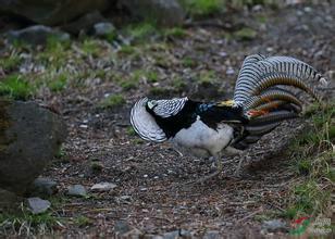 供應遼寧白腹錦雞，白腹錦雞苗
