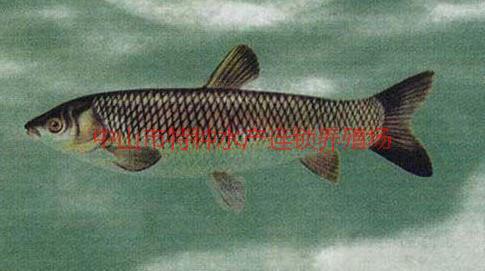 供應(yīng)青竹鯉魚批發(fā)報(bào)價(jià)