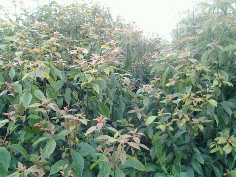 四川樟樹苗子-油樟樹苗基地批發(fā)-樟樹苗批發(fā)價格-四川樟樹苗子價格