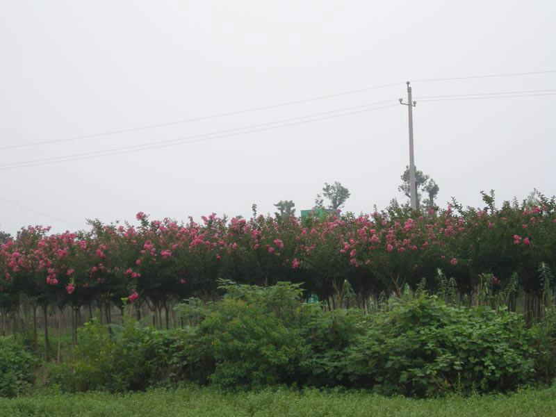江蘇鹽城紫薇樹苗批發(fā)圖片