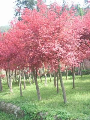 供應(yīng)江蘇鎮(zhèn)江紅楓樹苗廠家直銷，中國紅楓美國紅楓報價