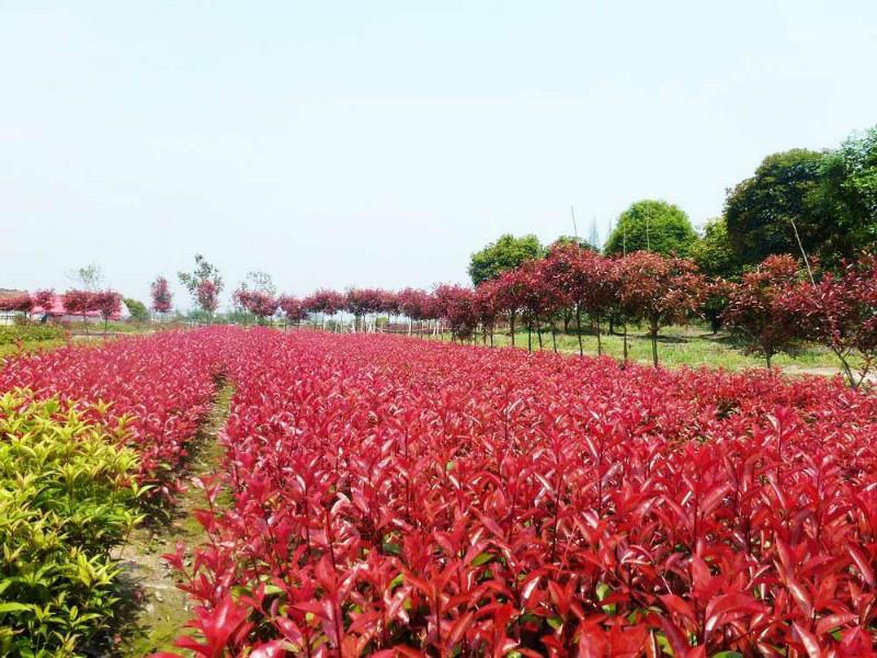 江蘇南通紅葉石楠樹苗質(zhì)優(yōu)價(jià)低圖片