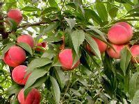 供應(yīng)春雪毛桃批發(fā)，春雪毛桃批發(fā)基地，山東春雪毛桃批發(fā)