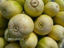 遼寧凌海西瓜京密甜香瓜大量上市圖片/遼寧凌海西瓜京密甜香瓜大量上市樣板圖 (3)