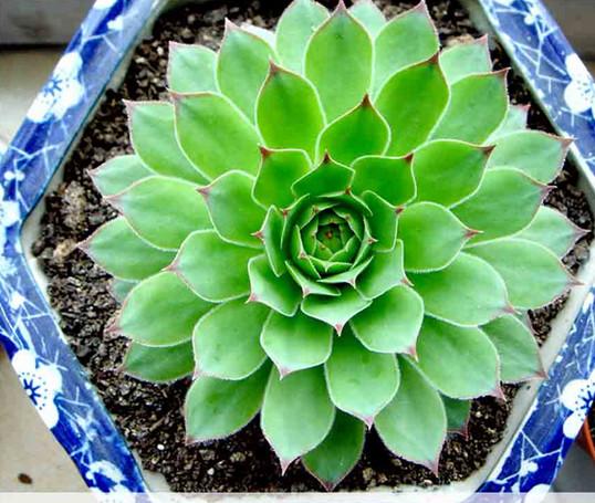 室內(nèi)綠植花卉養(yǎng)護知識圖片